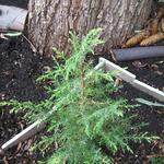 Juniperus communis ‘Hibernica’ - 