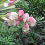 Grevillea rosmarinifolia 'Jenkinsii' - 