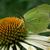 Echinacea purpurea 'Yellow Spider