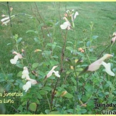 Salvia x jamensis 'La Luna' - 