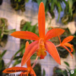 Cattleya colnagoi - 