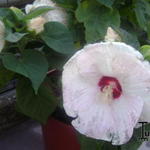 Hibiscus moscheutos 'LUNA' - 