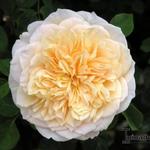 Rosa 'English Garden'  - Rosa 'English Garden'  - 