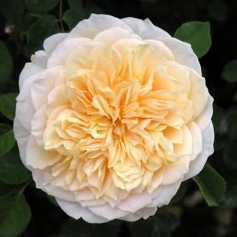 Rosa 'English Garden'