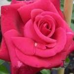 Rosa 'Red Flame' - 