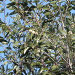 Eucalyptus pauciflora subsp. niphophila - 