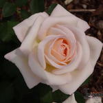 Rosa 'Jardins de Bagatelle'  - Rosa 'Jardins de Bagatelle'  - 