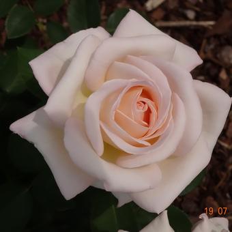 Rosa 'Jardins de Bagatelle'