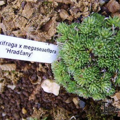 Saxifraga x megaseaeflora 'Hradcany' - 