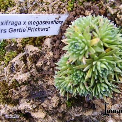 Saxifraga x megaseaeflora 'Mrs Gertie Prichard' - 