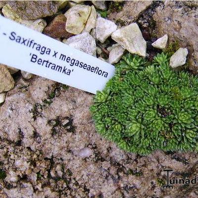 Saxifraga x megaseaeflora 'Bertramka' - 