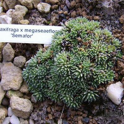 Saxifraga x megaseaeflora 'Semafor' - 