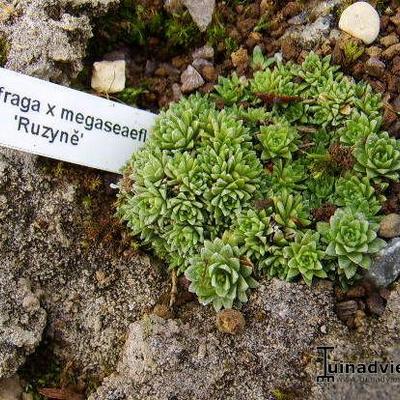 Saxifraga x megaseaeflora 'Ruzyne' - 