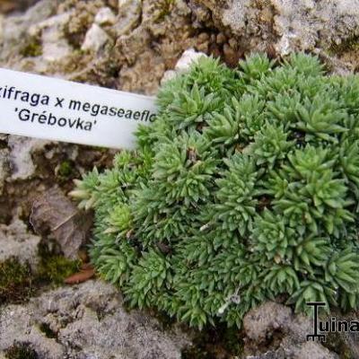 Saxifraga x megaseaeflora 'Grébovka' - 