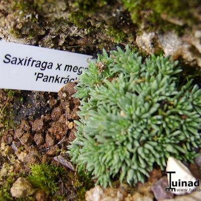 Saxifraga x megaseaeflora 'Pankrác' - 