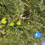 Ipomoea tricolor - Himmelblaue Prunkwinde