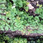 Rubus pentalobus - Kriech-Himbeere