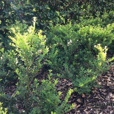 Ilex crenata ‘Green Hedge’ - 
