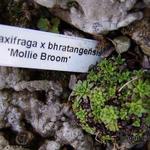 Saxifraga x bhratangensis 'Mollie Broom' - Saxifraga x bhratangensis 'Mollie Broom' - 