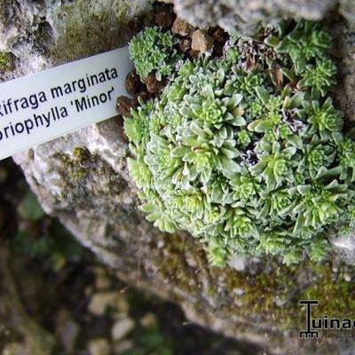 Saxifraga marginata var. coriophylla 'Minor' - 