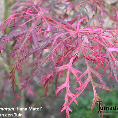 Acer palmatum 'Hana Matoi' - 