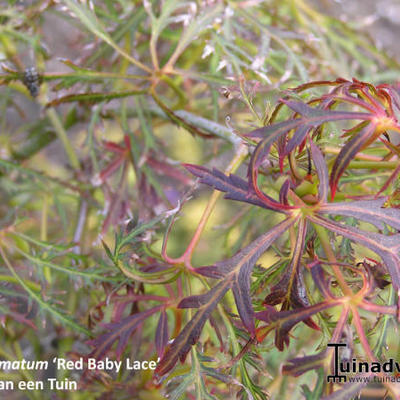 Acer palmatum 'Red Baby Lace' - 