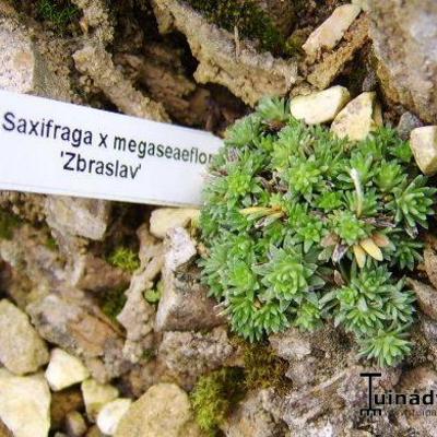 Saxifraga x megaseaeflora 'Zbraslav' - 