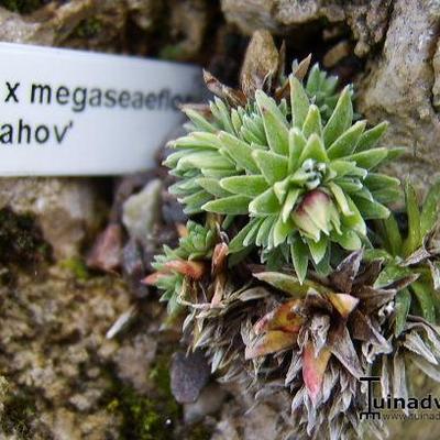 Saxifraga x megaseaeflora 'Strahov' - 