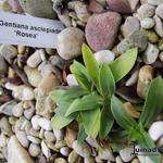 Gentiana asclepiadea 'Rosea' - 