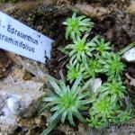 Edraianthus graminifolius - Grasartige Büschelglocke