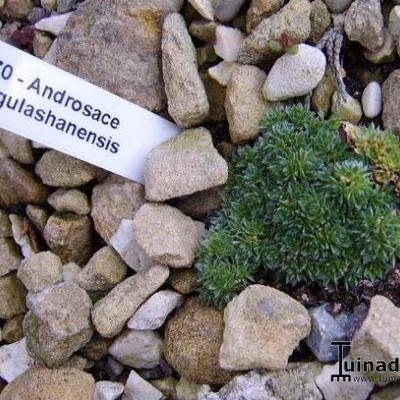 Androsace tanggulashanensis - 