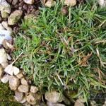 Dianthus pavonius - Œillet négligé