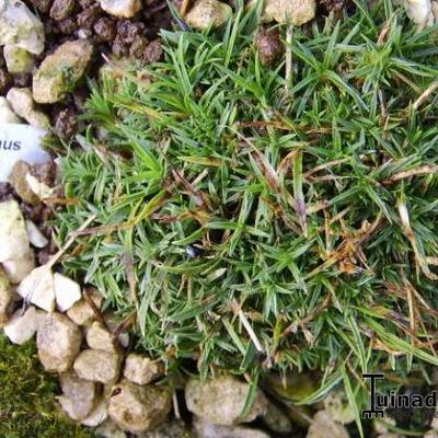 Dianthus pavonius - 