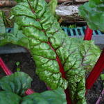 Beta vulgaris subsp. cicla 'Rhubarb Chard' - 