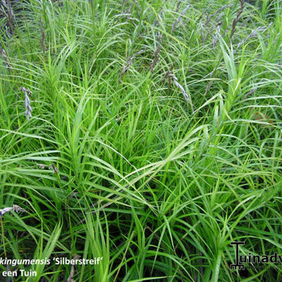 Carex muskingumensis 'Silberstreif' - Carex muskingumensis 'Silberstreif'