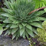Aloe aristata - Aloe aristata - plante-torche