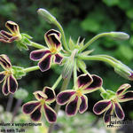 Pelargonium x vespertinum - 