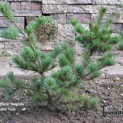 Pinus parviflora ‘Negishi’ - 