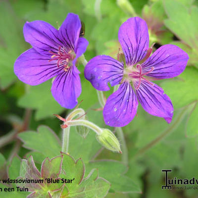 Geranium wlassovianum 'Blue Star' - 
