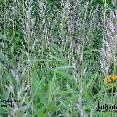 Sibirisches Graubartgras - Spodiopogon sibiricus