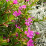 Cuphea hyssopifolia - 