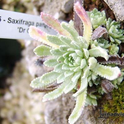 Saxifraga paniculata 'Dr Clay' - 