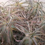 Aloe arborescens - Tintenfisch-Aloe