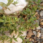 Aptenia cordifolia  - Ficoïde à feuilles en cœur