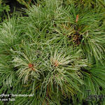 Pinus parviflora 'Tani-mano-uki'  - 