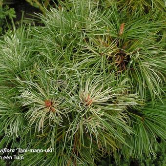 Pinus parviflora 'Tani-mano-uki'