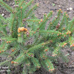 Picea abies 'Rydal' - 