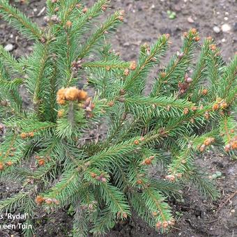 Picea abies 'Rydal'