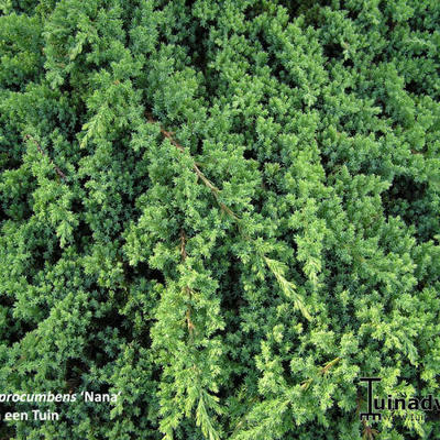 Juniperus procumbens 'Nana' - 