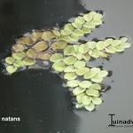Salvinia natans - Gemeiner Schwimmfarn